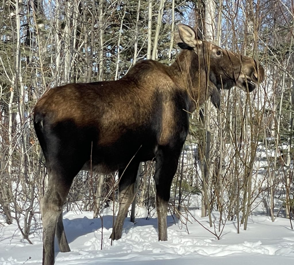 tour of anchorage 2022